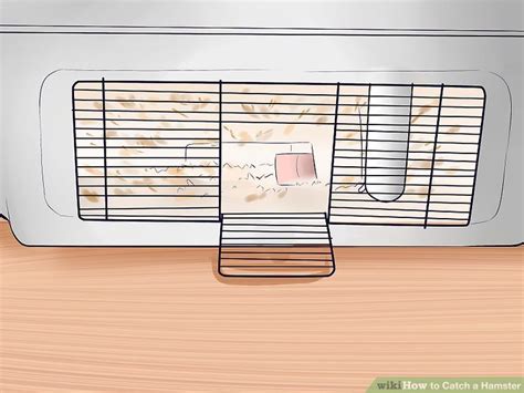 How to Catch a Hamster: 9 Steps (with Pictures) .